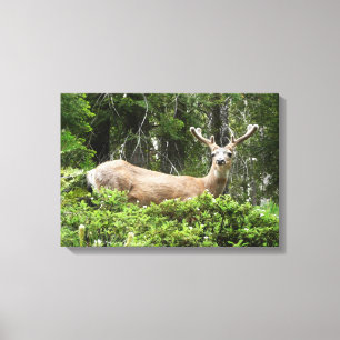 Yosemite Deer Nature Photography Canvas Print