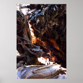 Yosemite Deer Poster