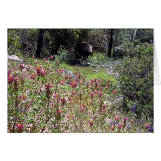 Yosemite in Springtime: Harlequin Lupine