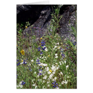 Yosemite in Springtime: Mountain Wildflowers