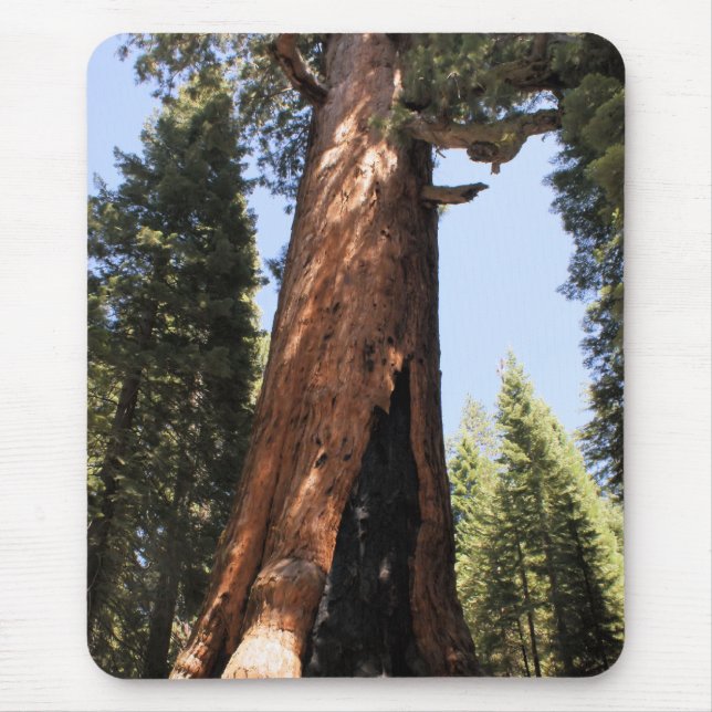 Yosemite National Park sequoia photo mousepad (Front)