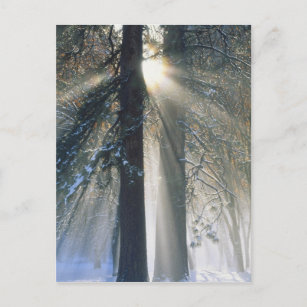 Yosemite National Park - Sun rays streaming Postcard