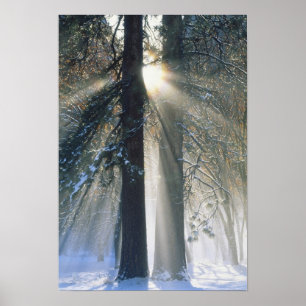 Yosemite National Park - Sun rays streaming Poster