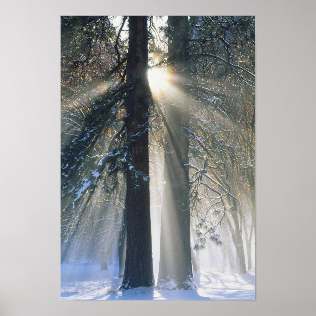 Yosemite National Park - Sun rays streaming Poster (Front)