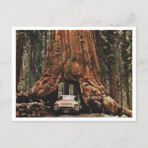 Yosemite NP, Wawona Tree, 1959 Vintage Inspired Postcard
