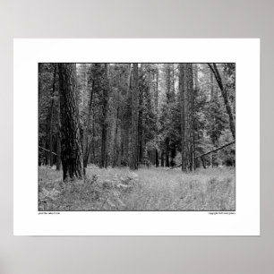 Yosemite Valley Forest Poster