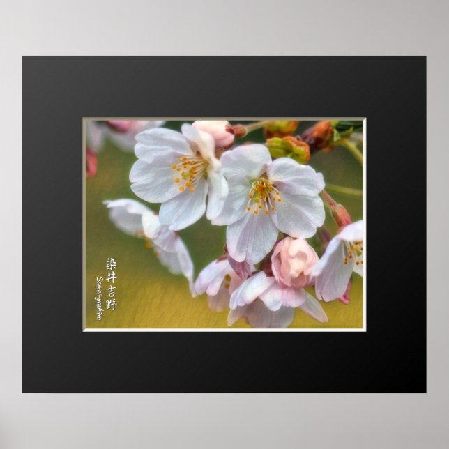 Yoshino Cherry ポ ス タ Poster (Front)