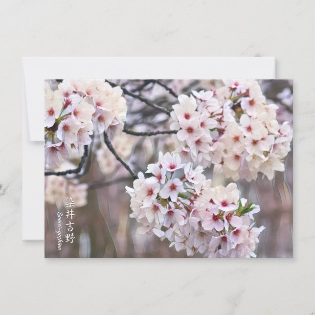 Yoshino Cherry Card (Front)