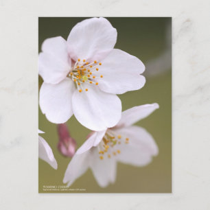 Yoshino Cherry : Carte postale