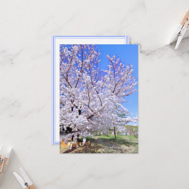 Yoshino Cherry: Flat Card カード (Front/Back In Situ)