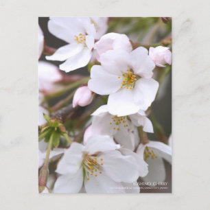 Yoshino Cherry：Postcard Postcard