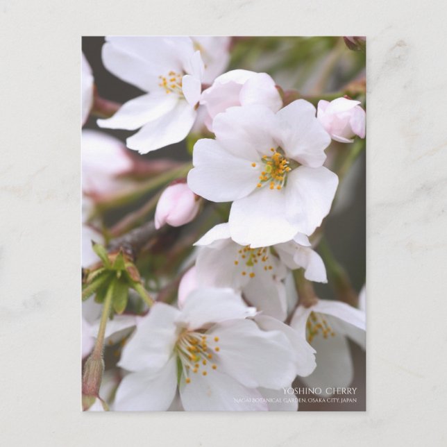 Yoshino Cherry：Postcard Postcard (Front)