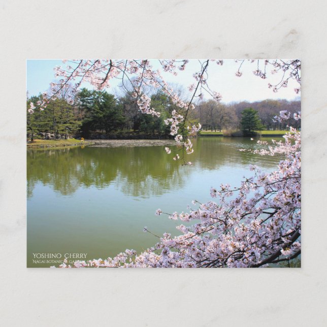 Yoshino Cherry：Postcard Postcard (Front)