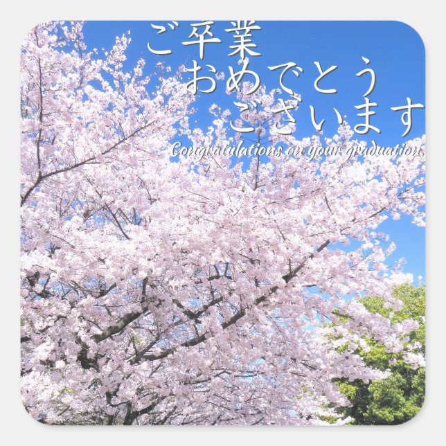 Yoshino Cherry Square Sticker (Front)