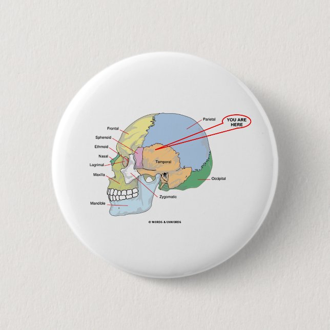 You Are Here (Brain Temporal Region Anatomical) 2 Inch Round Button (Front)