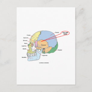 You Are Here (Brain Temporal Region Anatomical) Postcard