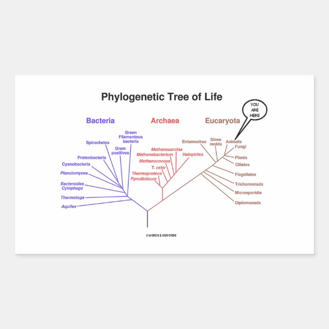 You Are Here Phylogenetic Tree Of Life (Biology) Sticker (Front)