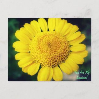 You Are My Sunshine! Postcard