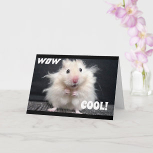YOU GOT ***A KITTEN*** CONGRATULATIONS** CARD