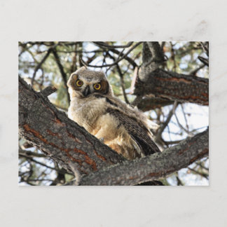 You Love My Eyes? - Postcard