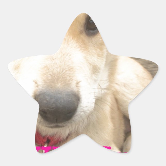 You Should WIFI Your Love Everyday Star Sticker (Front)