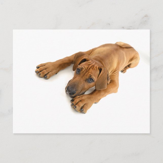 yound Rhodesian ridgeback Postcard (Front)