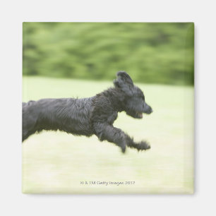 Young (5 months) black Briard (Berger de Brie), Magnet