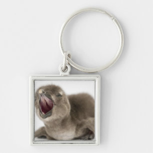 Young African Penguin - Spheniscus demersus. Keychain