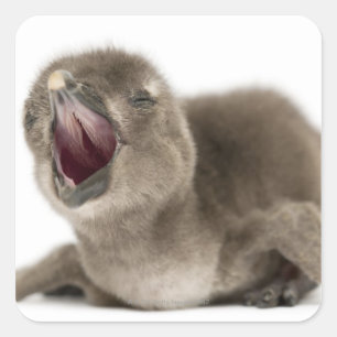 Young African Penguin - Spheniscus demersus. Square Sticker