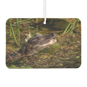 Young Alligator Car Air Freshener