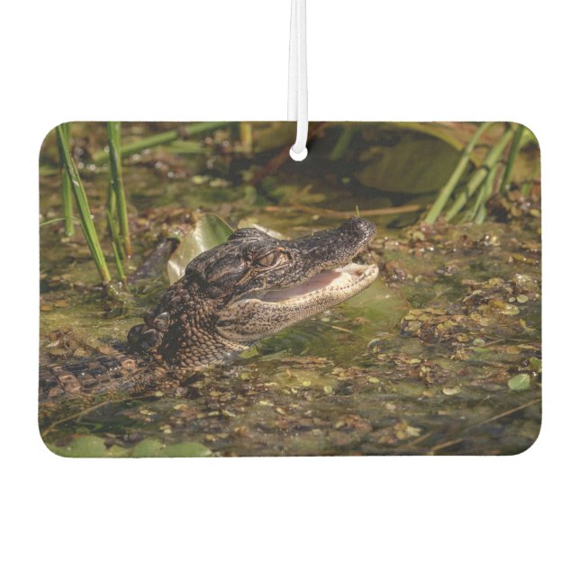 Young Alligator Car Air Freshener (Front)
