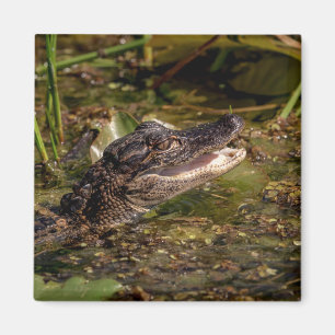 Young Alligator Magnet