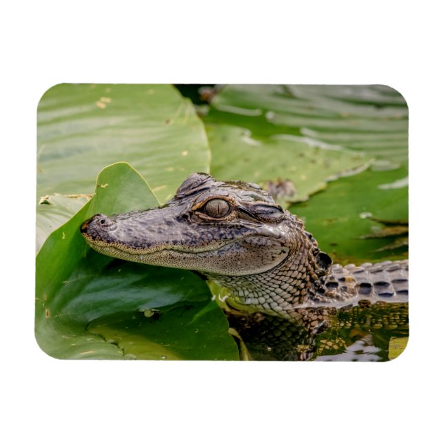 Young Alligator Magnet (Horizontal)