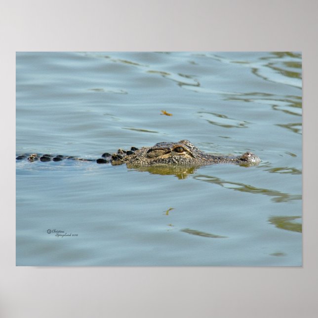 Young Alligator Poster (Front)