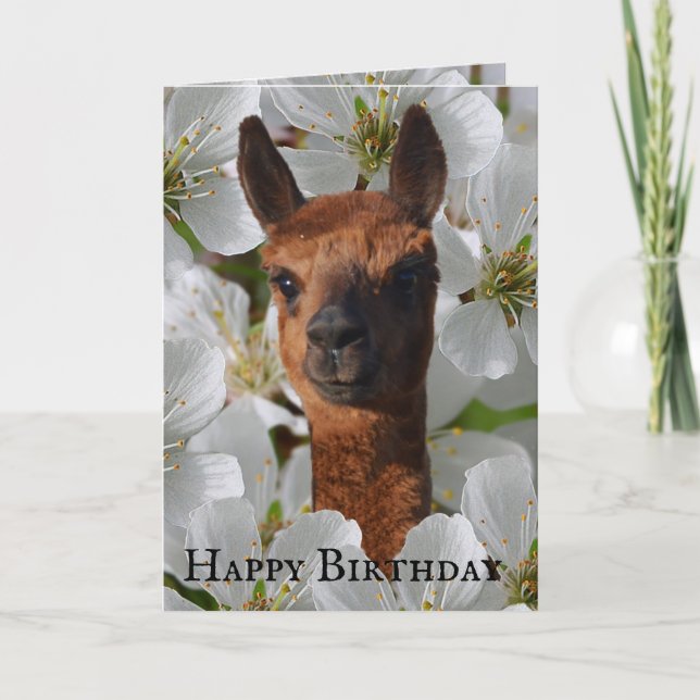 Young Alpaca In White Blossoms, Card (Front)