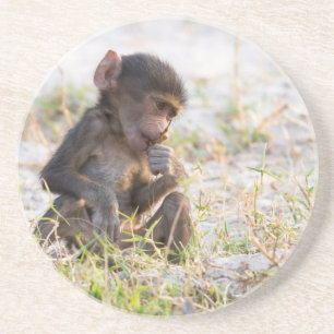 Young Baboon Coaster