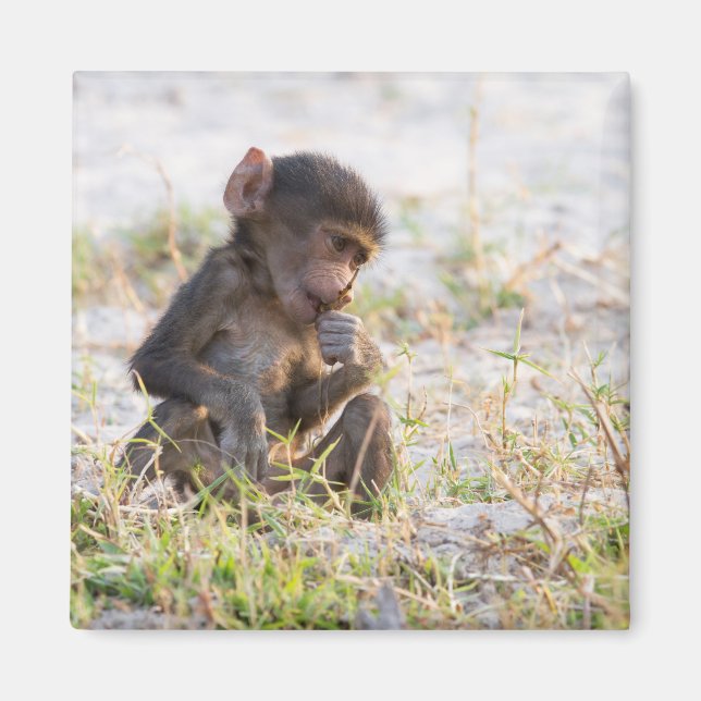 Young Baboon Magnet (Front)