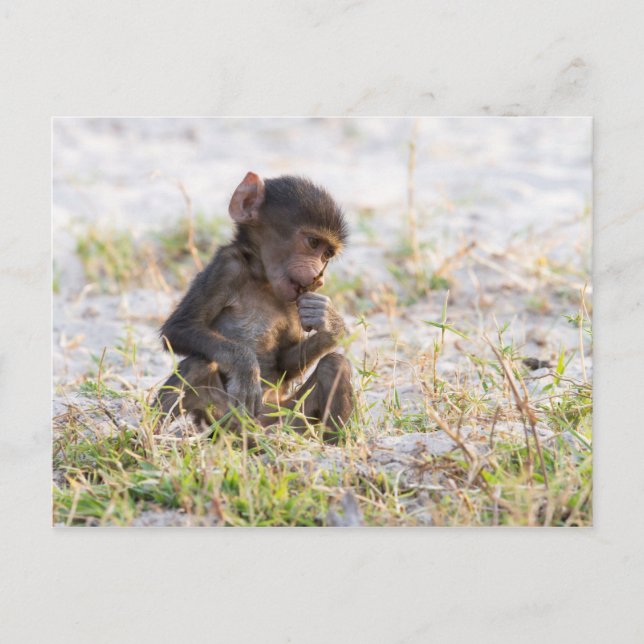 Young Baboon Postcard (Front)