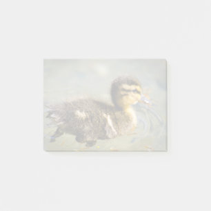 Young Baby Duck Post-it Notes