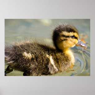 Young Baby Duck Poster