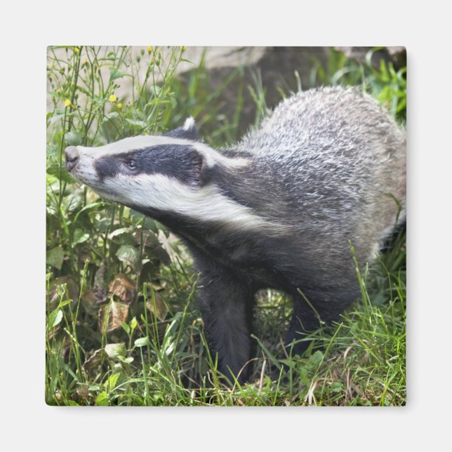 Young Badger Magnet (Front)