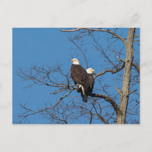 Young Bald Eagle Couple Postcard
