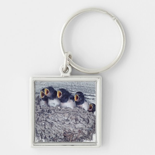 young barn swallows keychain (Front)