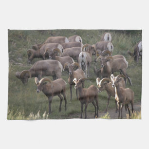 Young Bighorn Sheep Kitchen Towel