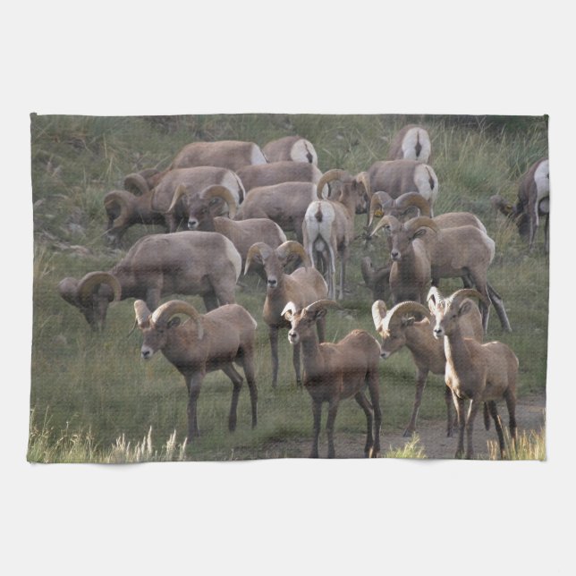 Young Bighorn Sheep Kitchen Towel (Horizontal)