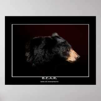 Young Black Bear Art Study Poster