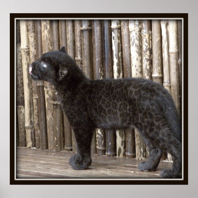 Young Black Leopard Poster (Front)