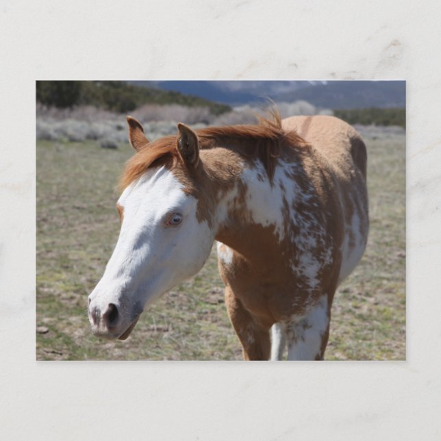 Young Blue Eyes Postcard (Front)