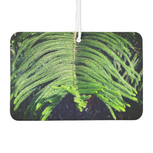 Young branch of an Araucaria Air Freshener