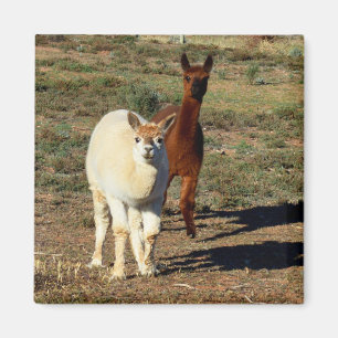 Young Brown And White Alpacas,  Magnet